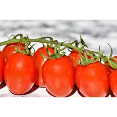 Tomates Italiennes San Marzano pot 1 Gallon
